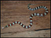 Cherry Co. NE multistriata BB1