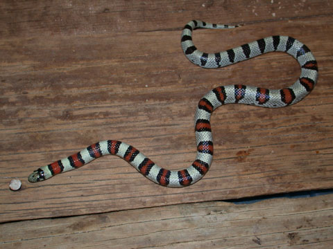 Cherry Co. NE multistriata BB1