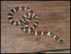 Cherry Co. NE multistriata
