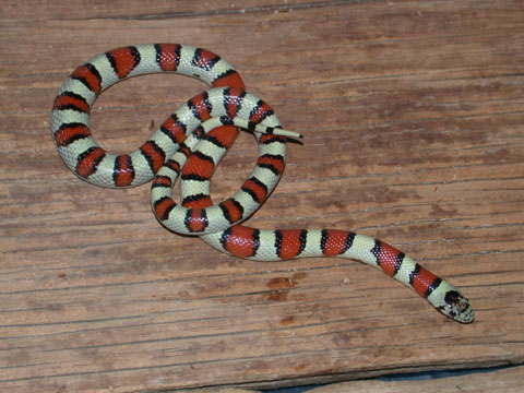 Cherry Co. NE multistriata