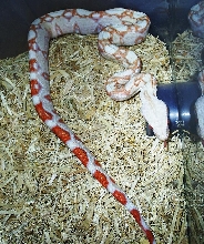 Baby albino boa