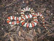 Ruthvens x alterna kingsnake