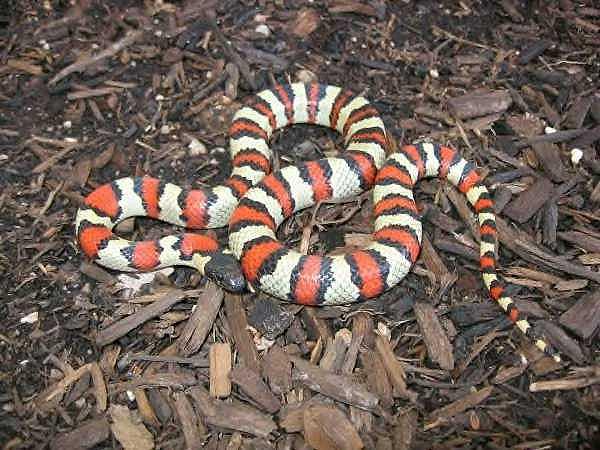 Ruthvens x alterna kingsnake
