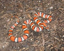 Ruthvens x alterna kingsnake