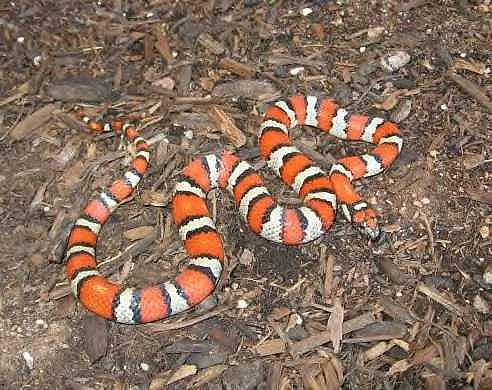 Ruthvens x alterna kingsnake