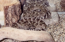 N. Pacific Rattlesnakes m/f