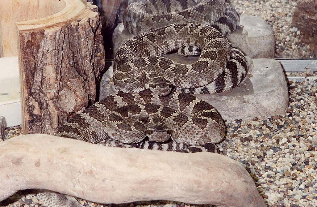 N. Pacific Rattlesnakes m/f