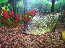 7" S. maculatus