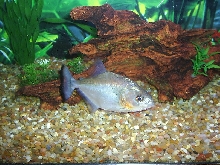 6" S. rhombeus