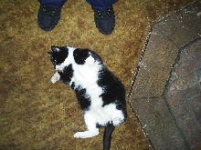 Kit E Kat