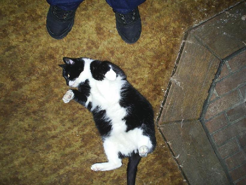 Kit E Kat