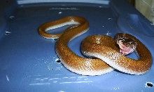 African house snake