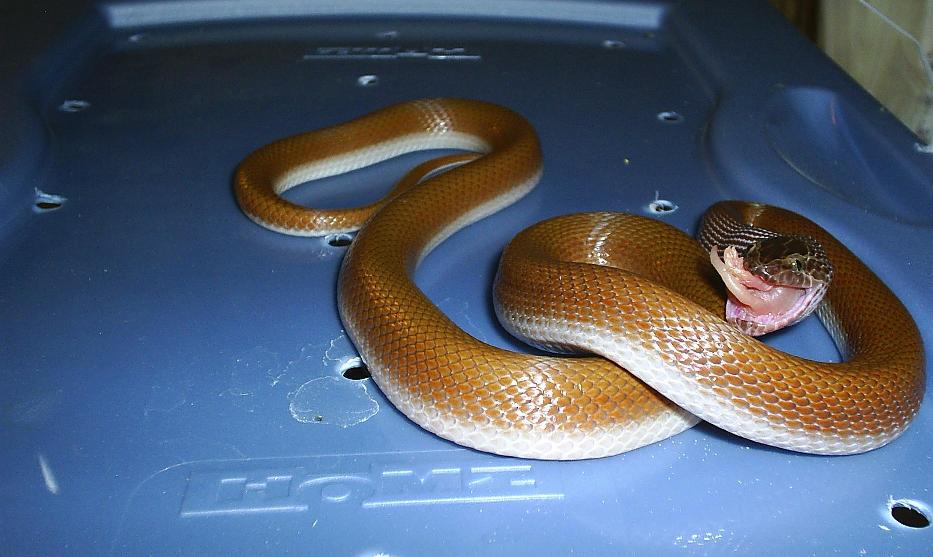 African house snake