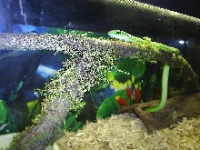 African speckled green snake