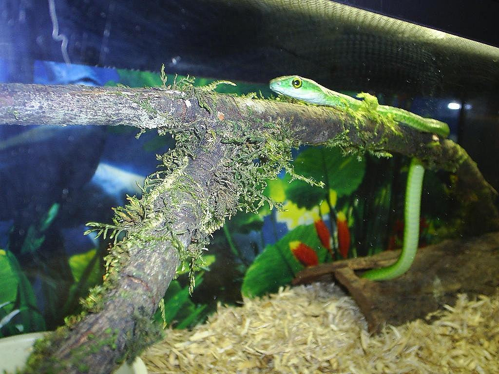 African speckled green snake