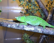 Fischer female