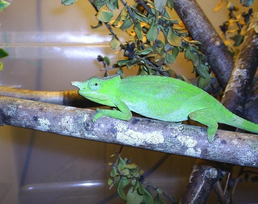 Fischer female