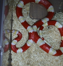 Male amel. nelsoni