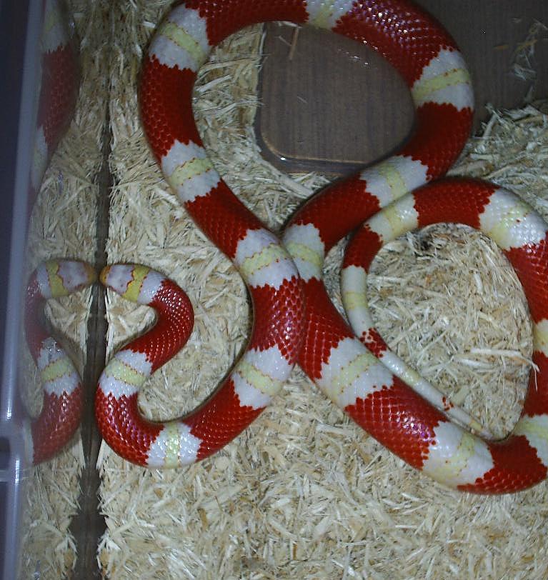 Male amel. nelsoni