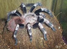 N. chromatus