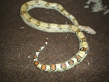 Albino x pastel columbian baby boa