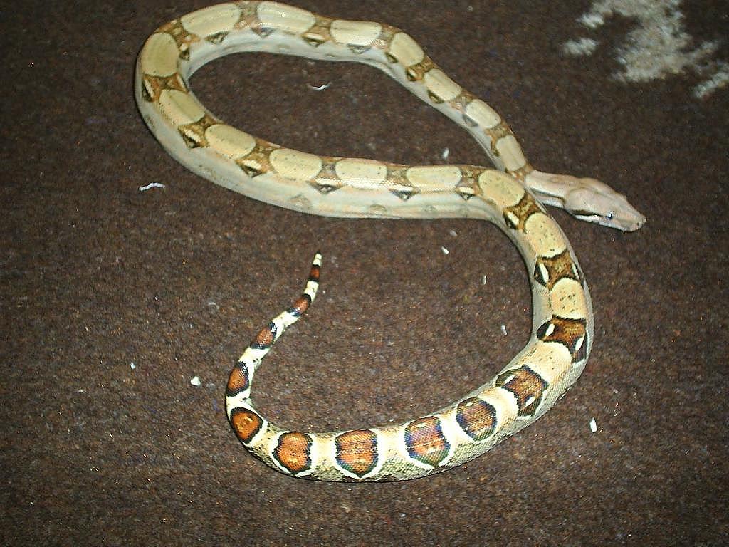 Albino x pastel columbian baby boa