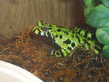 Firebelly toad