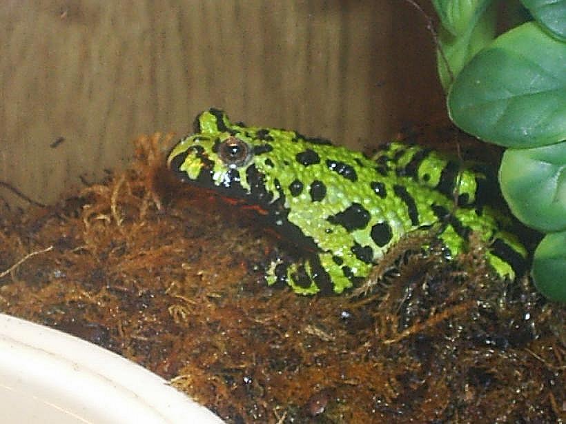 Firebelly toad