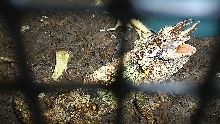 Werneri male