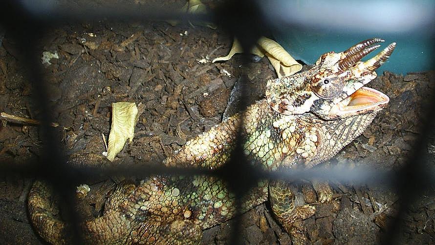 Werneri male
