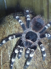 A. geniculata