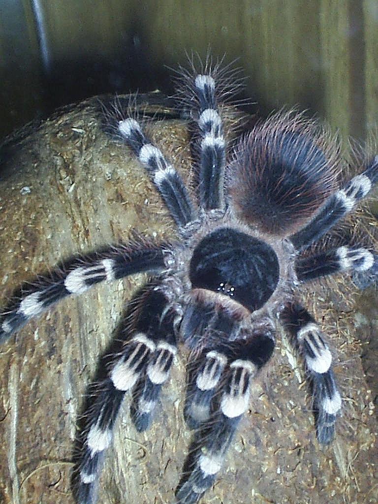 A. geniculata