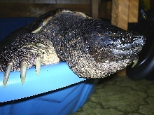Adult common snapping turtle