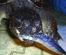 Fishy snapper