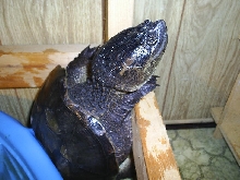Snapper sittin by the pool