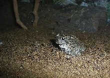 B. terrestris, southern toad
