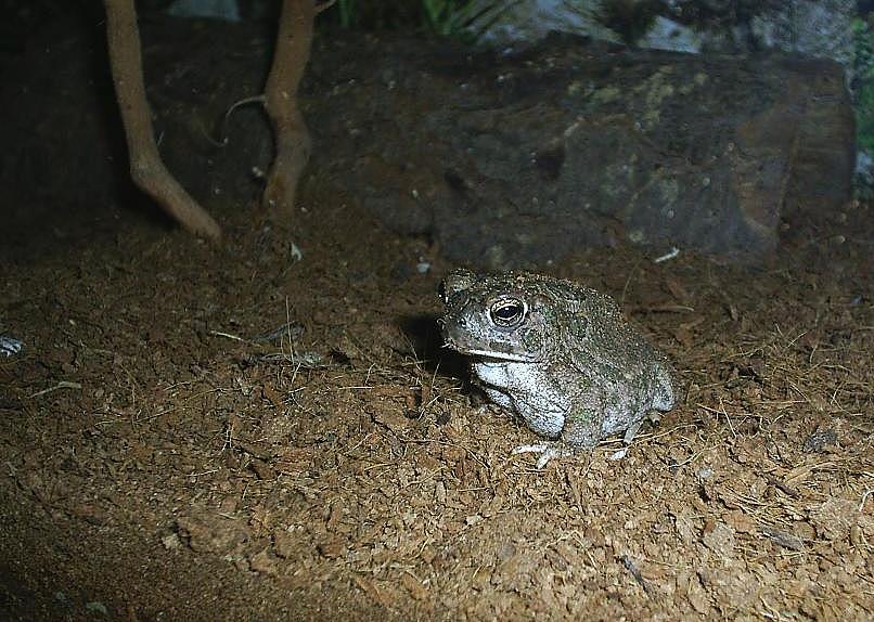 B. terrestris, southern toad