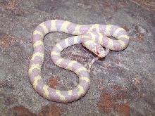 Amel. ca. kingsnake