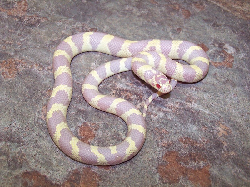 Amel. ca. kingsnake