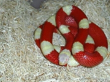 Amel. female nelsoni