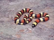 Pueblan milksnake