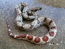 Arab x hypo salmon,  het alb.   boa