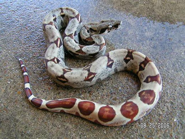 Arab x hypo salmon,  het alb.   boa