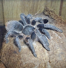A. seemani
