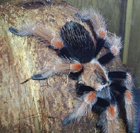 B. boehmei