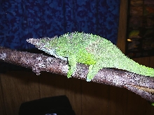 Male fischer cham.
