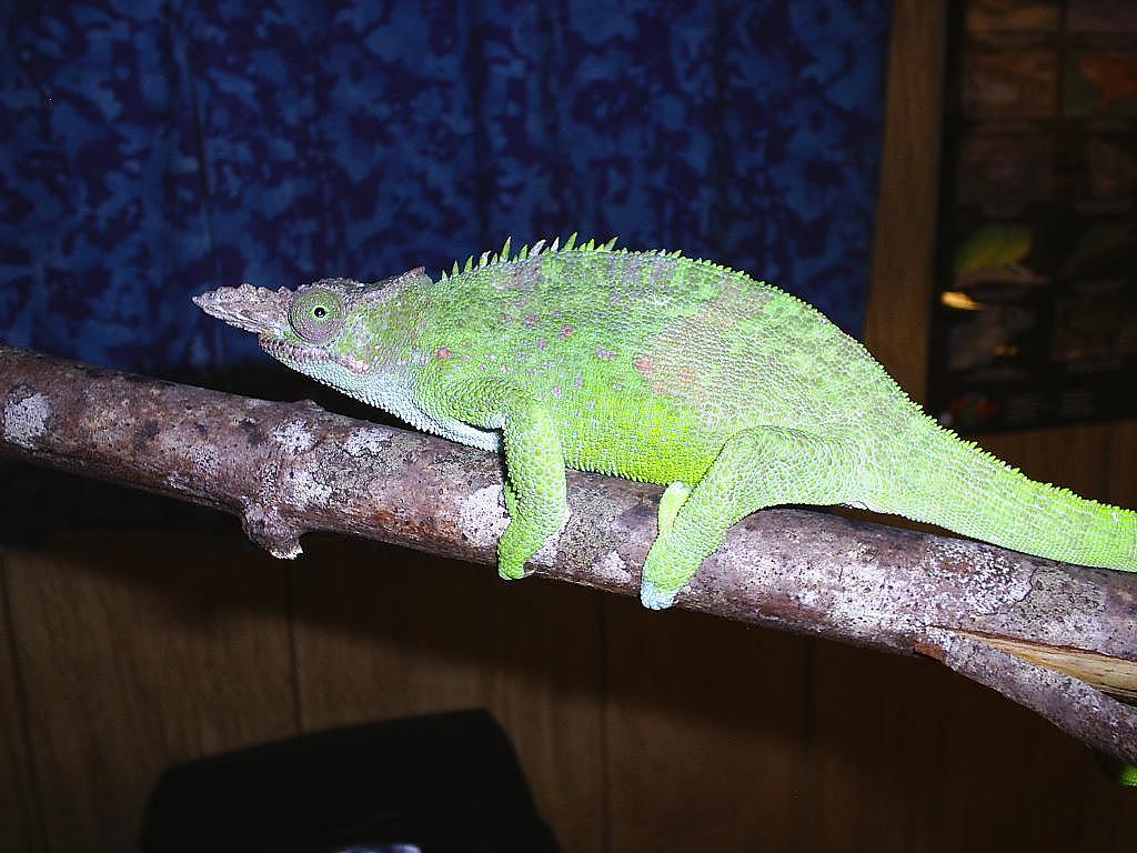 Male fischer cham.