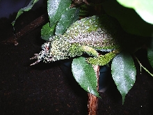 male quad