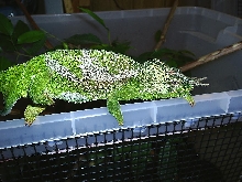 male quad