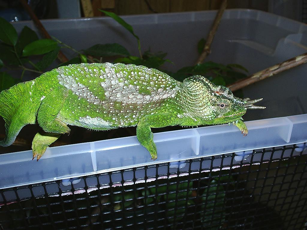 male quad